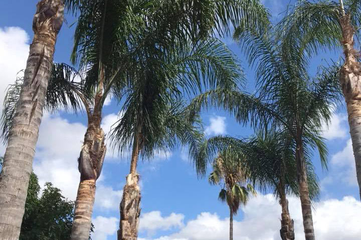 High Point Tree Service - Palms Pruned