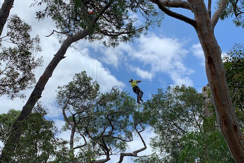 tree-removal